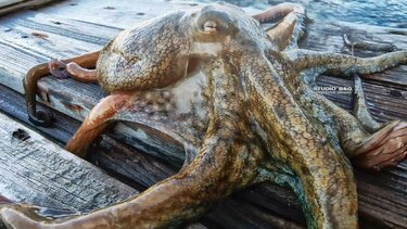 Xταπόδι βγήκε στη ... στεριά