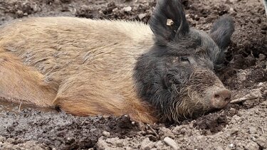 Σέρρες: Εντοπίστηκε κρούσμα αφρικανικής πανώλης χοίρων 