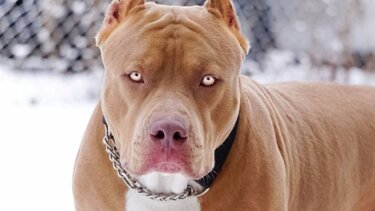 Θανάσιμη επίθεση σκύλων σε γυναίκα στη Βρετανία 