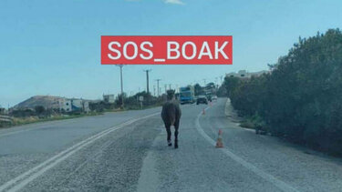 Άλογο βγήκε βόλτα στο... ΒΟΑΚ