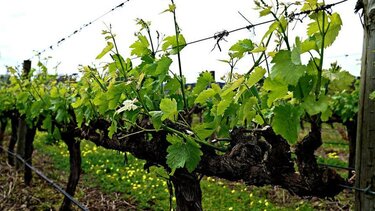 Kαταγραφή Αμπελοτεμαχίων Μικρής Έκτασης 