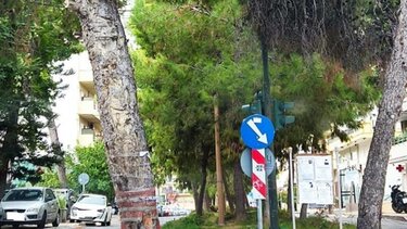 Οικολογική Παρέμβαση Ηρακλείου: Έγκλημα η «απομάκρυνση» 130 ψηλών δένδρων!