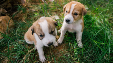 Ηλεία: "Καμπάνα" 250.000 ευρώ για την εγκατάλειψη 8 κουταβιών