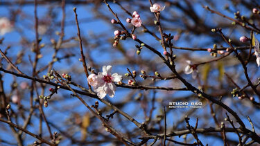 Ανθισμένες αμυγδαλιές, λόγω καιρού