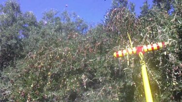 Αθωώθηκε για το ράβδισμα σε ξένο λιόφυτο 