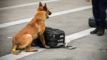 Ο σκύλος Μασκ εντόπισε την κάνναβη