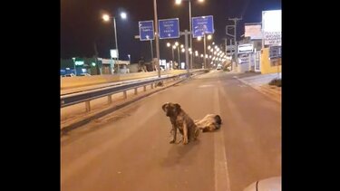 Ένας σκύλος θρηνεί και αρνείται να εγκαταλείψει τον φίλο του...