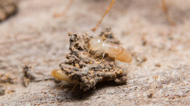 Γιγάντιοι τερμίτες στην Αυστραλία τρώνε μέχρι και άσφαλτο 