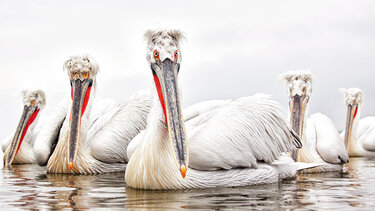 Η Ελλάδα και επισήμως μέλος της Διεθνούς Συμφωνίας για την προστασία των μεταναστευτικών υδρόβιων πουλιών 