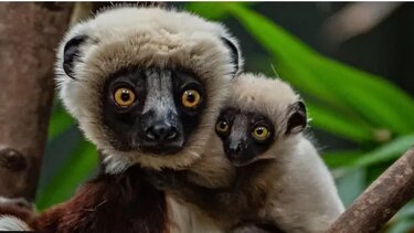 Σπάνιος «χορευτής λεμούριος» γεννήθηκε για πρώτη φορά στην Ευρώπη