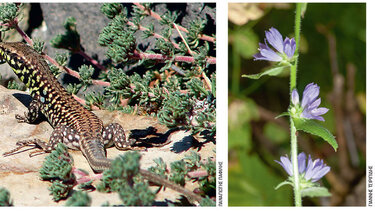 Ξεκινά καταγραφή της βιοποικιλότητας σε 20 αρχαιολογικούς χώρους - Συμμετέχει το Πανεπιστήμιο Κρήτης