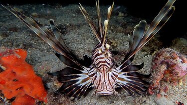 Κάποιοι… εισβολείς είναι πολύ νόστιμοι!