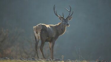 Περισσότερα από 100 ελάφια απελευθερώθηκαν στην Ανατολική Ροδόπη 