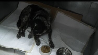 Σεξουαλική κακοποίηση σκύλου στη Λέσβο 