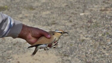Από τη Χρυσή.. στη Σαχάρα!