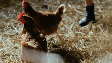 Κοτέτσια και στάβλοι τέλος, με απόφαση του Περιφερειάρχη