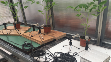 Τα στρεσαρισμένα φυτά εκπέμπουν ήχους