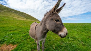 Σαντορίνη: Ευθανασία σε γαϊδουράκι που ανεβοκατέβαινε 588 σκαλιά με παραμορφωμένο πόδι