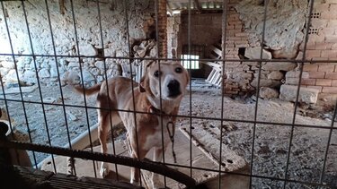 «Τα σκυλιά ούρλιαζαν από την πείνα και την εγκατάλειψη»
