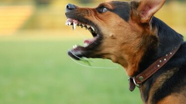 Καταγγέλλει διπλή επίθεση από σκύλο στο Ηράκλειο!