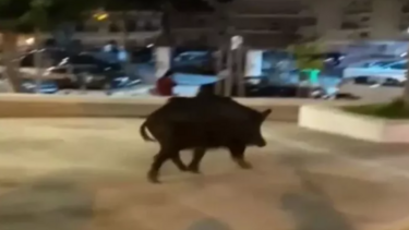 Αγριογούρουνο απολαμβάνει νυχτερινή βόλτα σε πάρκο της Θεσσαλονίκης - Δείτε βίντεο