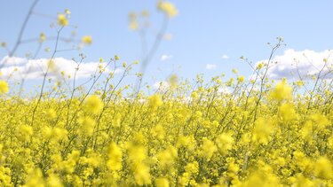 Έρχεται η ... άνοιξη, στη μέση του χειμώνα