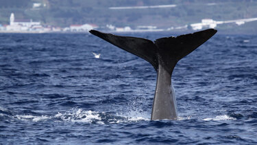 Νορβηγία: Βρέθηκε νεκρή η «φάλαινα – κατάσκοπος» – Είχε εκπαιδευτεί από τον ρωσικό στρατό