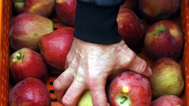 Μηλόξιδο: Πώς επηρεάζει το σάκχαρο στο αίμα