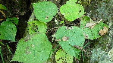 Η τοξίνη ενός φυτού θα μπορούσε να οδηγήσει στην ανάπτυξη νέων παυσίπονων