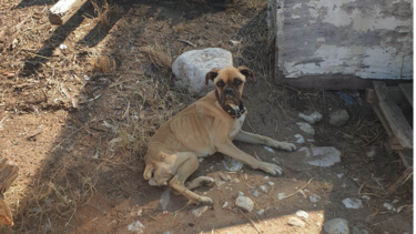 Ζαχάρω: Σοκάρουν οι εικόνες του σκελετωμένου boxer