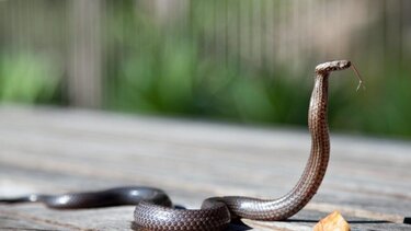 Από ποια φίδια κινδυνεύουμε και πόσο, στην Ελλάδα