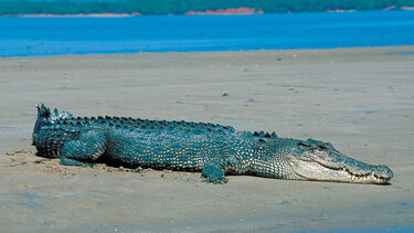Ο ψαροντουφεκάς επέζησε από την επίθεση κροκόδειλου
