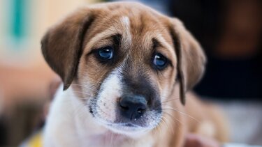 Θεσσαλονίκη: Συνελήφθη ο άντρας που εμφανίζεται σε βίντεο να κακοποιεί σκύλο