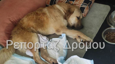 Οδηγός παρέσυρε και εγκατέλειψε σκύλο που έμεινε παράλυτος- Δείτε βίντεο