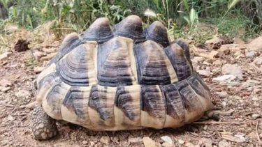 Χελώνα βρέθηκε με παραμορφωμένο κέλυφος - Πιθανό να την είχαν αιχμάλωτη