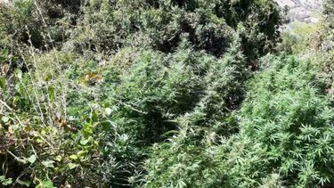 Η χασισοφυτεία, το DNA του 31χρονου και οι άλλες υποθέσεις! 