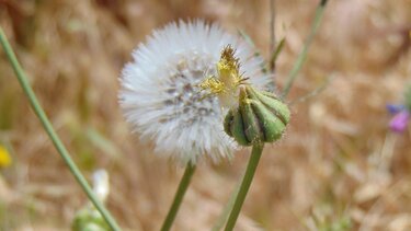 24 Ιουνίου… Γενέθλιος Ημέρα του Ιωάννη Προδρόμου!