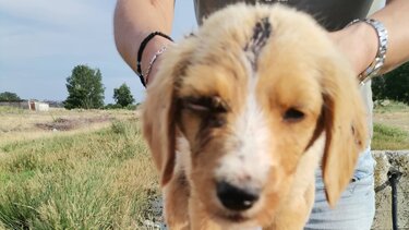 Κτηνωδία στην Ξάνθη με 4 νεκρά κουτάβια