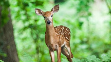 Ρόδος: Η Πανελλαδική Φιλοζωική Ομοσπονδία ζητά την αναστολή του κυνηγιού για τα ελάφια
