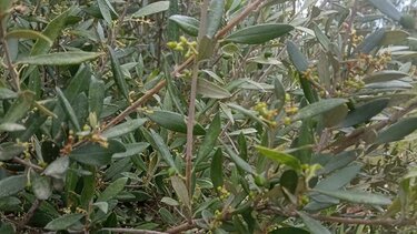 Μεγάλες ζημιές και στις ελιές - Έκτακτη σύσκεψη στο Ηράκλειο