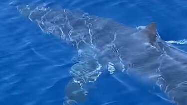 Ζάκυνθος: Καρχαρίας κολυμπά μπροστά σε σκάφος!