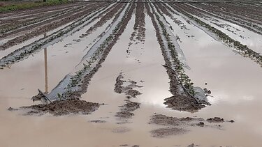 Χωράφια .. λίμνες και δρόμοι ... ποτάμια στο Οροπέδιο Λασιθίου!