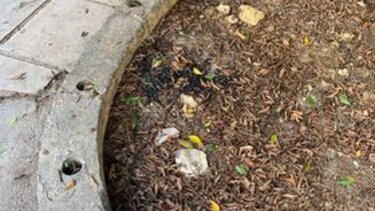 Πάρκο με ψόφια ζώα, ακαθαρσίες και σκουπίδια!