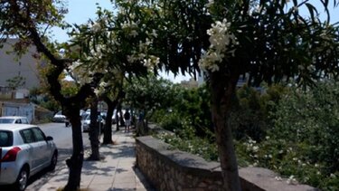  "Τα δέντρα στην πόλη" - Εσπερίδα από τον ΠΟΗ