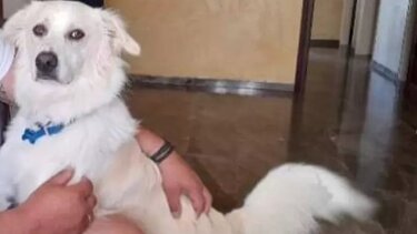 Μήπως είδατε το σκυλάκι; Δίνεται αμοιβή