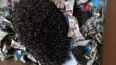 Έδεσσα: Εθελοντές έσωσαν θηλυκό σκαντζόχοιρο και τα μωρά του από τα σκουπίδια