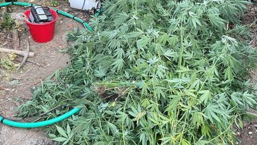 Τα 3 μέτρα έφταναν τα δεντρύλλια κάνναβης! Χειροπέδες στον... καλλιεργητή