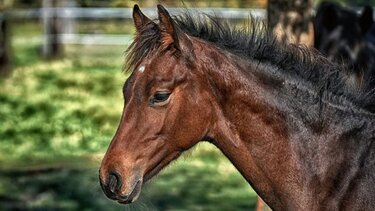 Ενώπιον των ανακριτικών αρχών ο 26χρονος που εγκατέλειψε μέχρι θανάτου το άλογό του