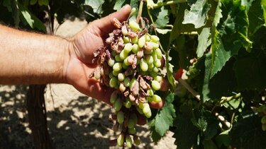 Οι αγρότες της Κρήτης εγκαταλείπουν την ύπαιθρο - Το "εκρηκτικό" πρόβλημα της ξηρασίας! 