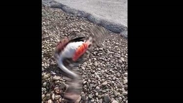 Μεσολόγγι: Νεκρά φλαμίνγκο στον δρόμο 